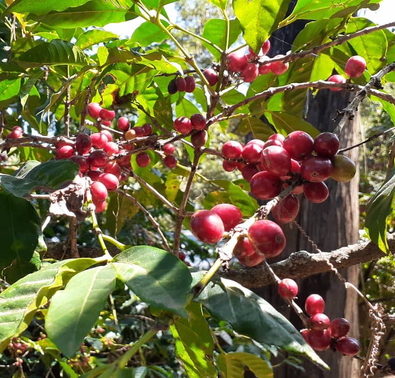 Moka Sidamo Lavé Grade 2 d’Ethiopie