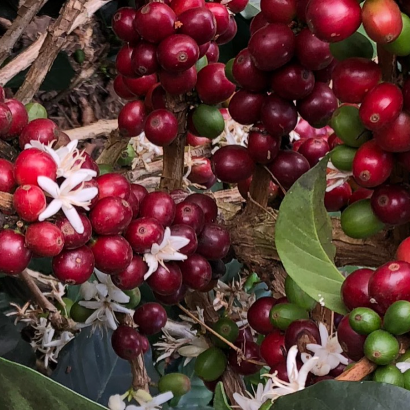 Decaffeinated coffee (with water) Excelso from Colombia