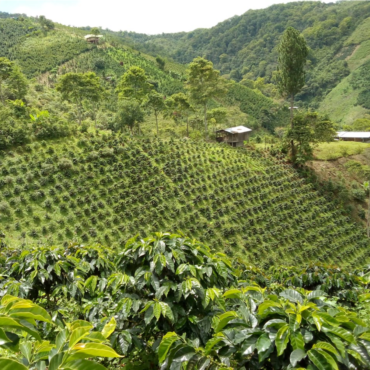 Decaffeinated coffee (with water) Excelso from Colombia