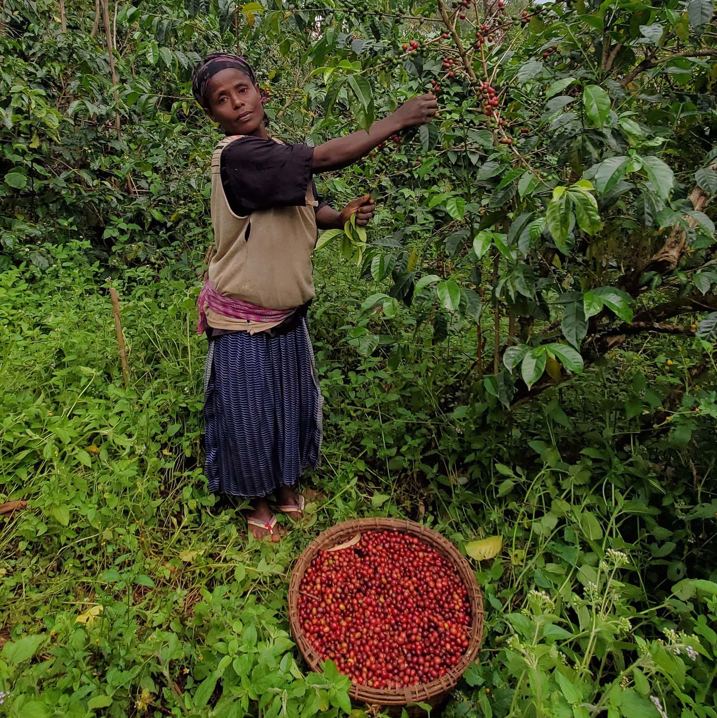 Moka Sidamo Lavé Grade 2 d’Ethiopie