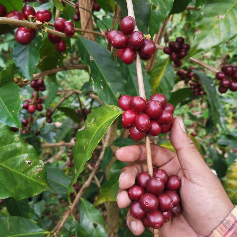 Decaffeinated coffee (with water) Excelso from Colombia
